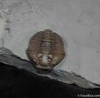 Curled Flexicalymene Trilobite ( Inches Long) #916-2